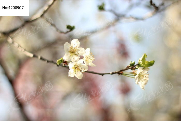 一枝梨花横斜