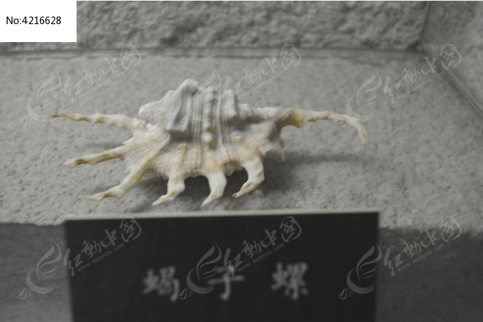 蝎子螺