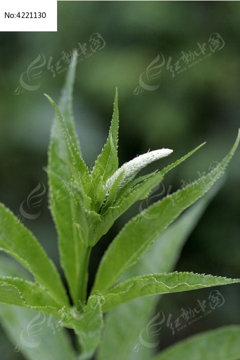 药用植物草本威灵仙图片