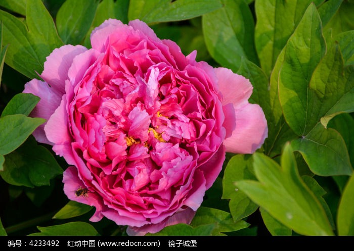 多层粉红牡丹花