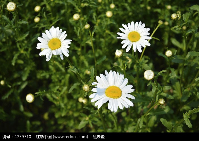 三朵太阳花