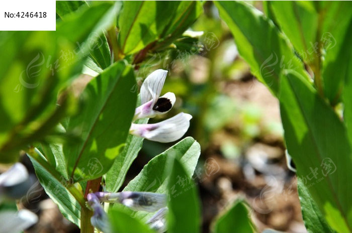 蚕豆花