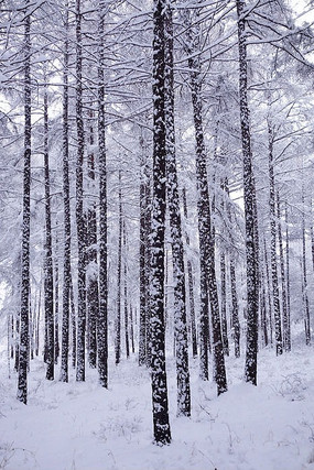 大兴安岭松林雪景