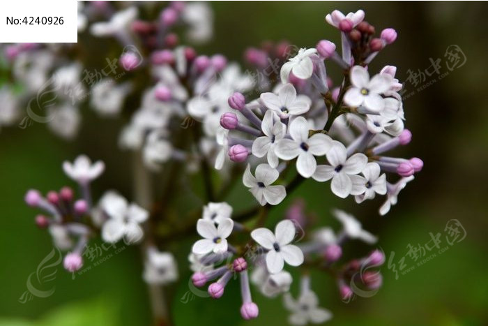 丁香花啊魏丁香山奈泡酒钓鱼图片