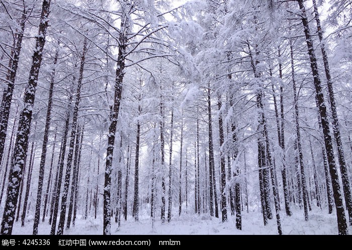 松林雪景景观