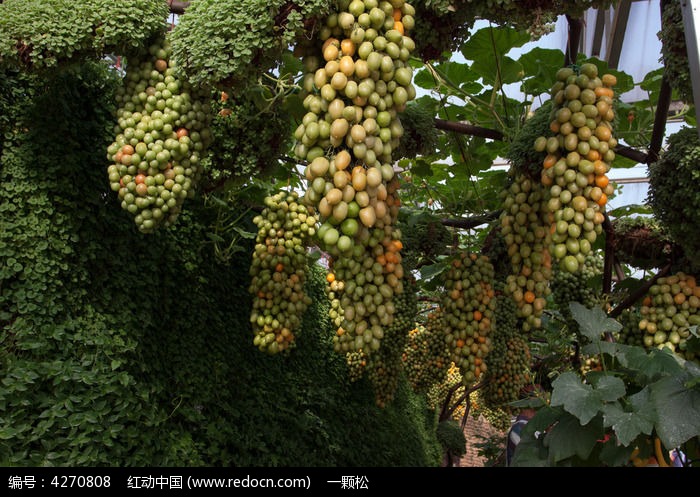 特色品种西红柿图片,高清大图_农林渔牧素材