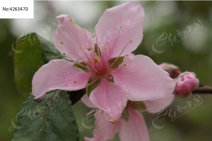 雨后的桃花