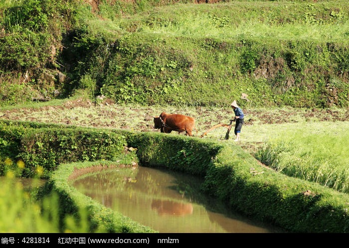 贵州黔南 水牛耕地图片