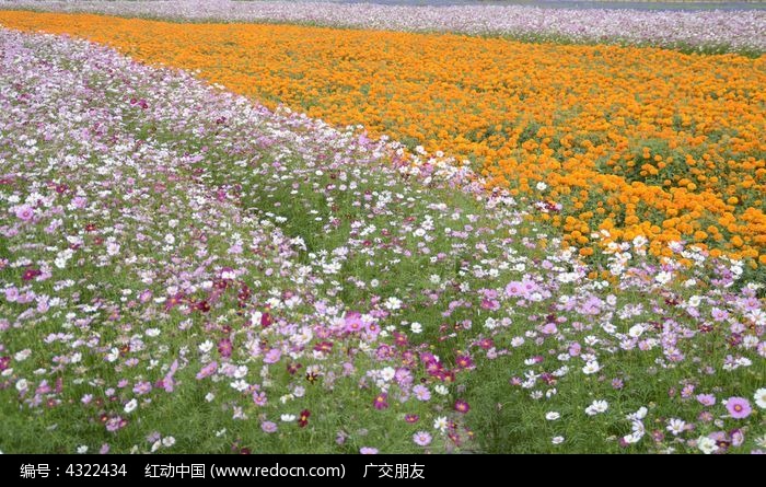 海南三亚花海图片