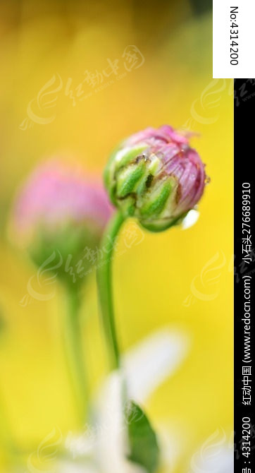 含苞待放的菊花花蕾