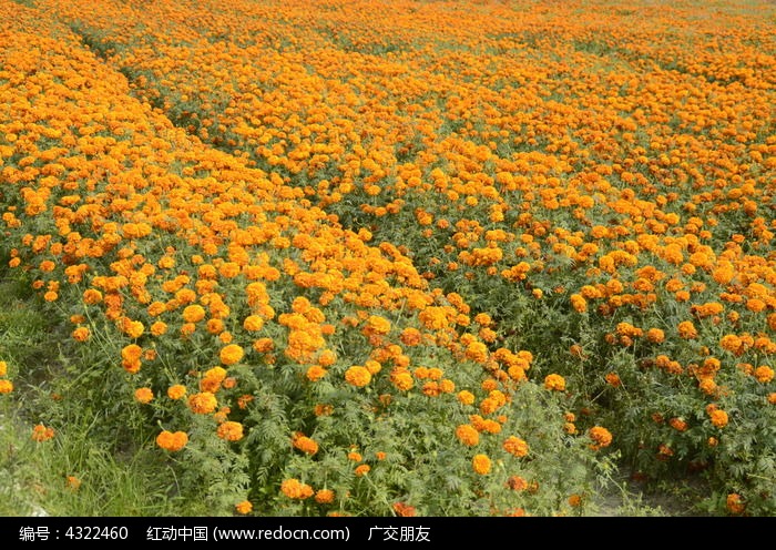 菊花田地特写图片