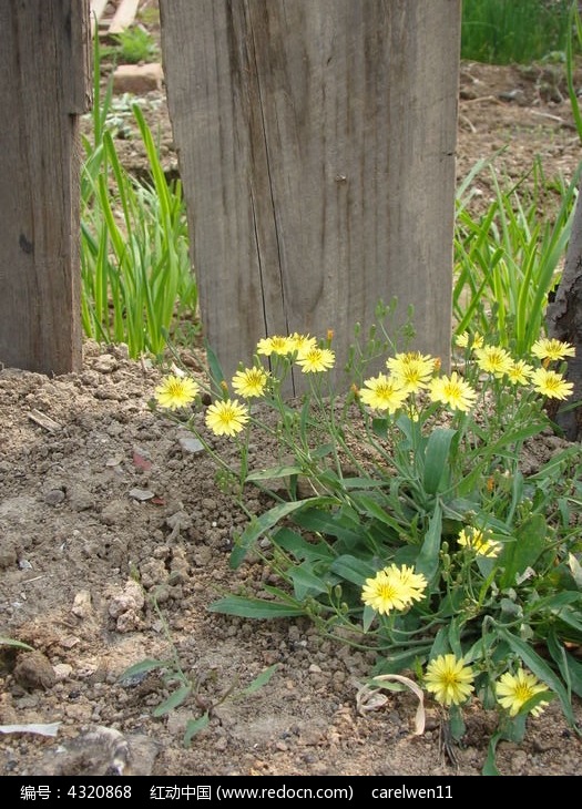 小黄花 一从小黄花开在篱笆下