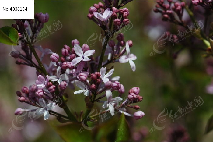 白色的丁香花图片_图片_红动手机版