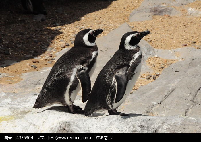 两只企鹅晒太阳