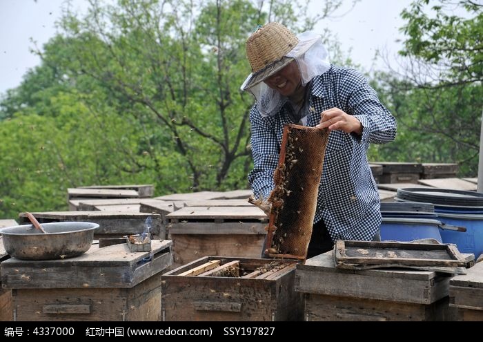 养蜂人工作场景