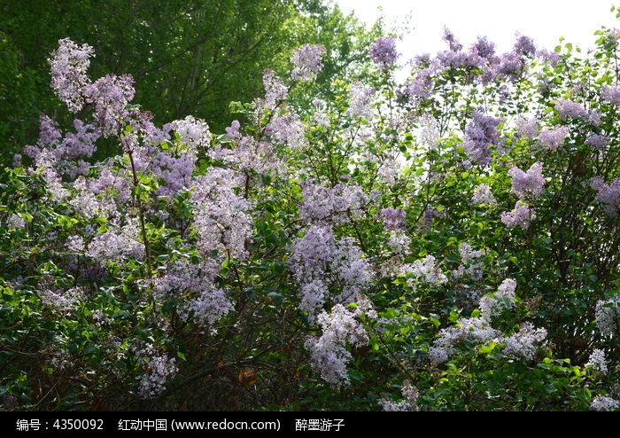 丁香树