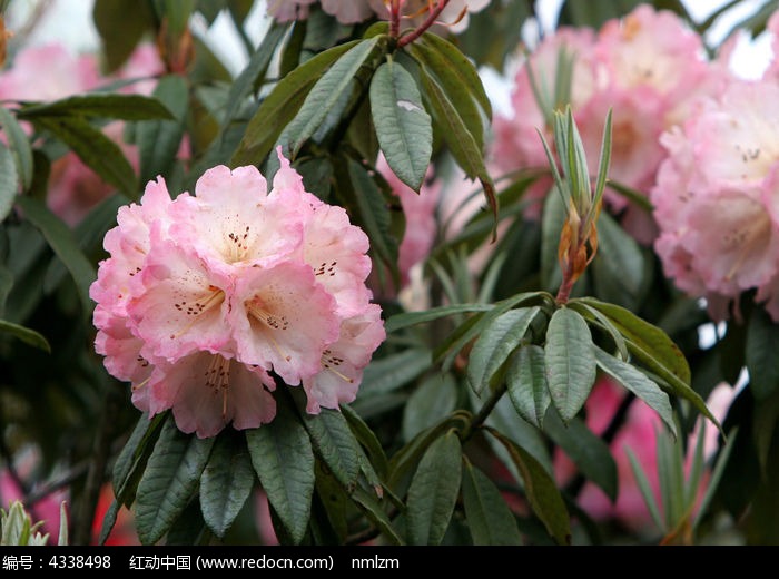 粉色的野生杜鹃花