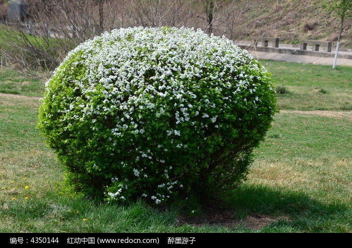 开满鲜花的草球