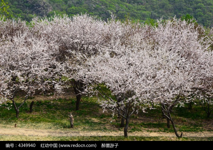 桃花树林