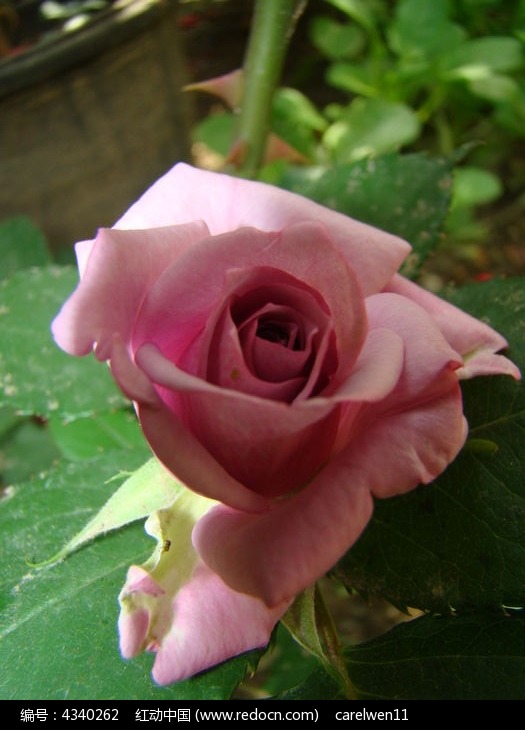 正面特写紫色玫瑰花