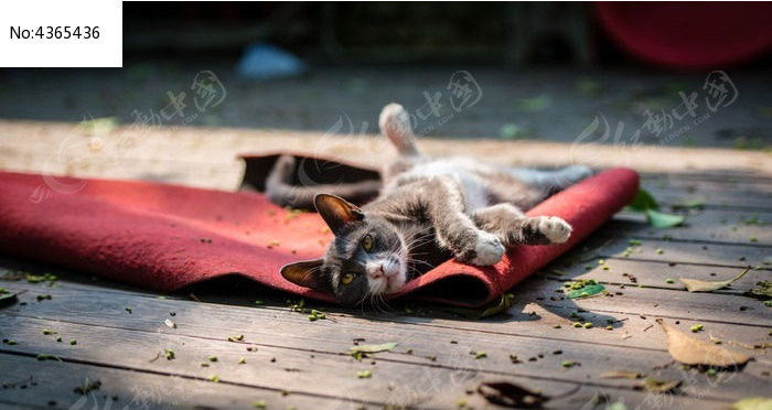 猫咪晒太阳
