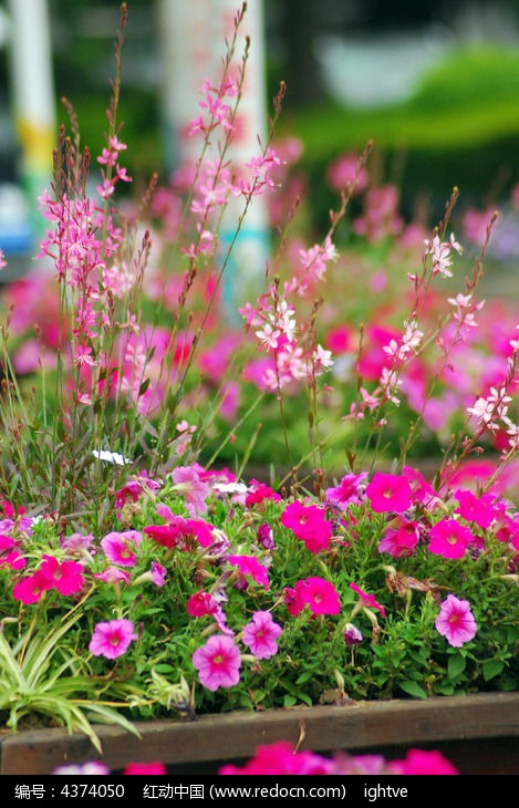 绿化小花