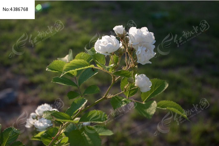 一支白色蔷薇花