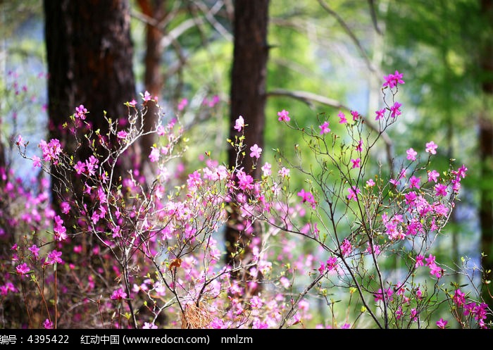 森林杜鹃花