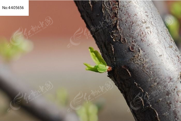 树干上新芽