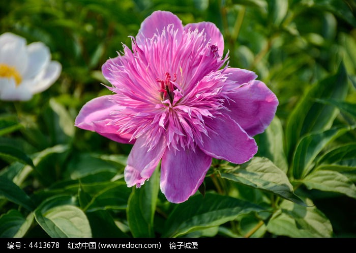 阳光下的花朵