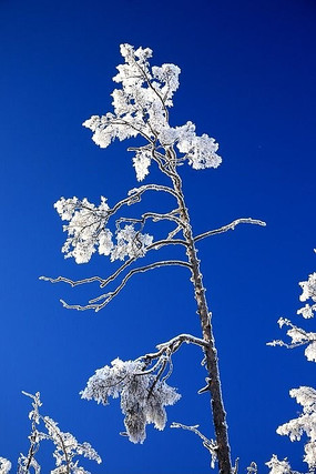 挺拔雪树