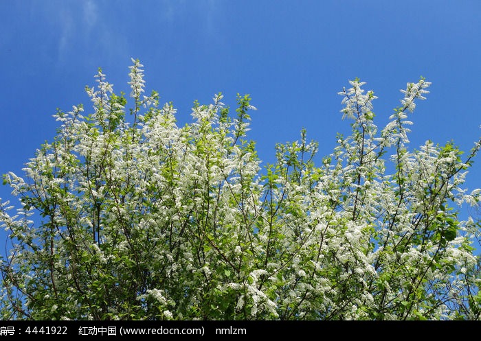 稠李子花