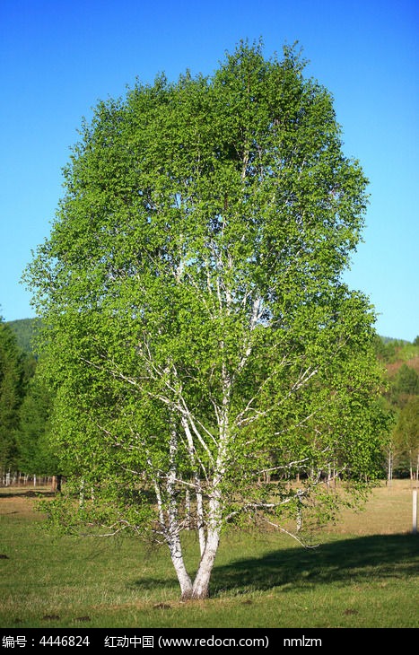 原野白桦树