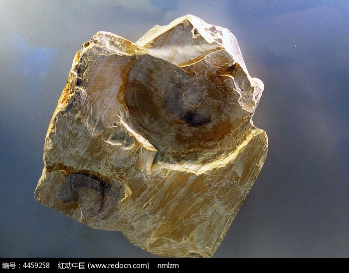 伊尔东体化石图片,高清大图