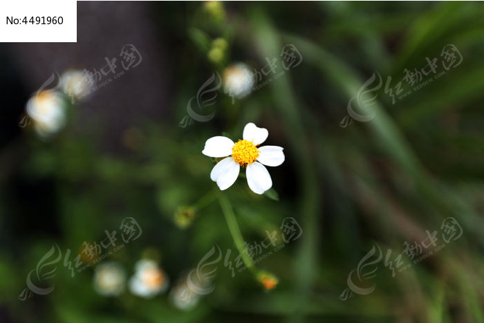 白色除虫菊