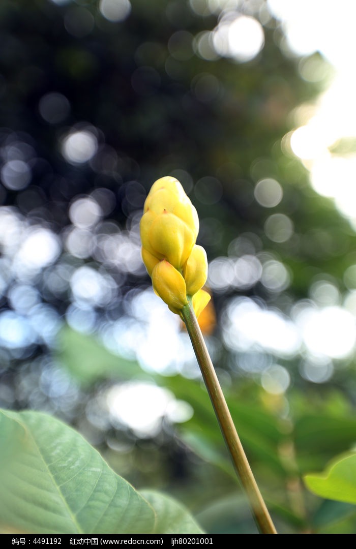 铁刀木花蕊