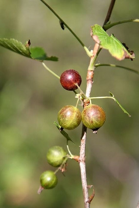 野果 水葡萄茶藨子