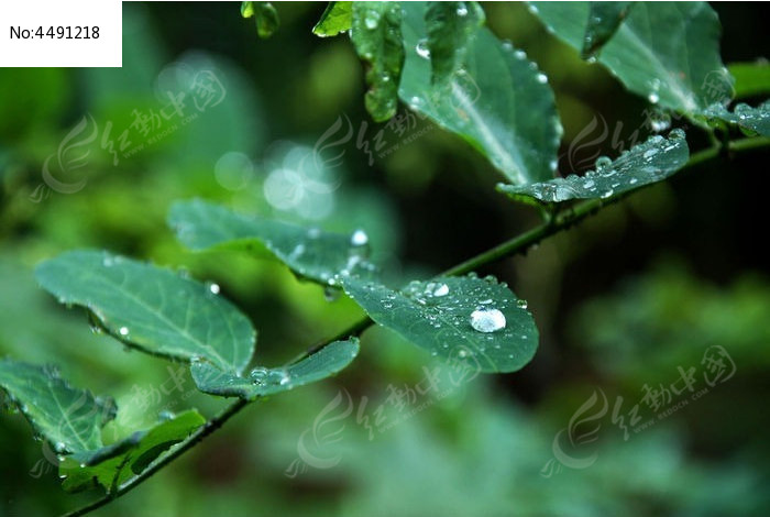 雨后绿叶上的雨滴