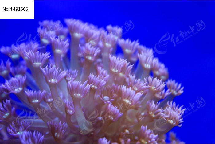 展开似花朵的珊瑚虫