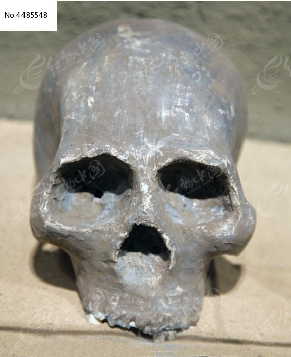 扎赉诺尔人头骨