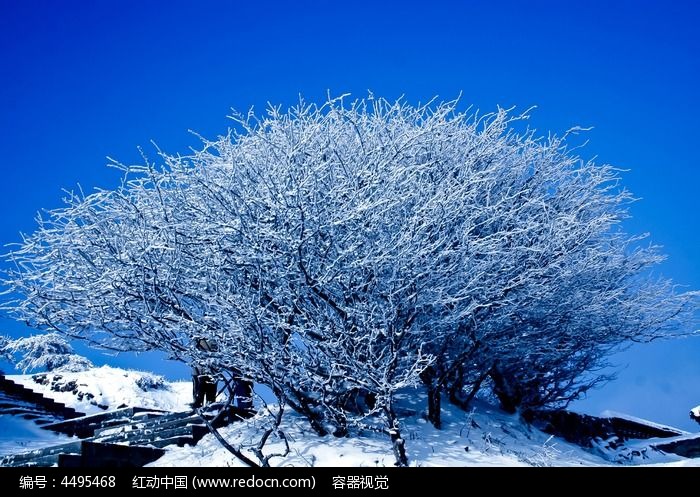 大雪覆盖的泰山雪松