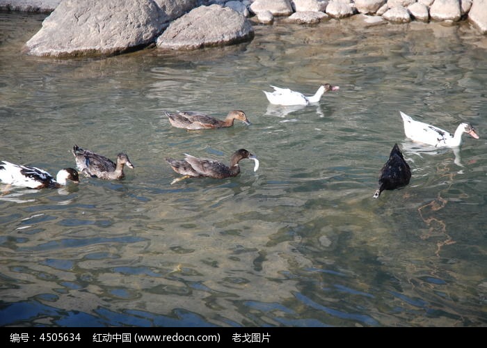 河里散养的鸭子横构图