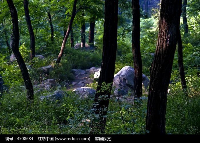 大山深处的原始树林