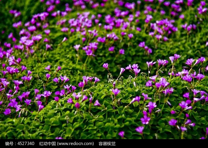 原创摄影图 动物植物 花卉花草 碧绿草丛上的紫色小碎花