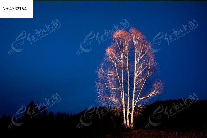 蓝色夜空白桦树