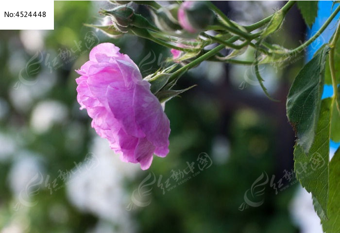 一朵蔷薇花
