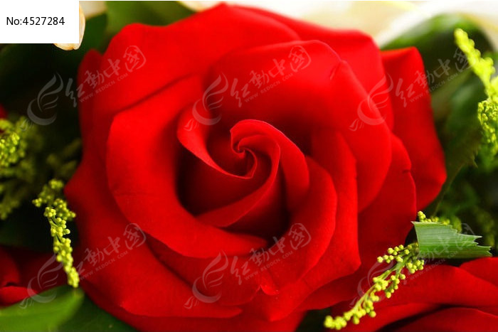一朵鲜红色的玫瑰花