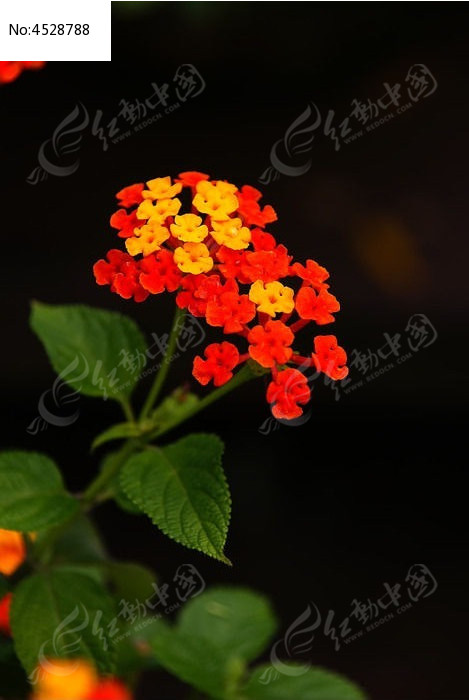 色彩鲜艳的花朵