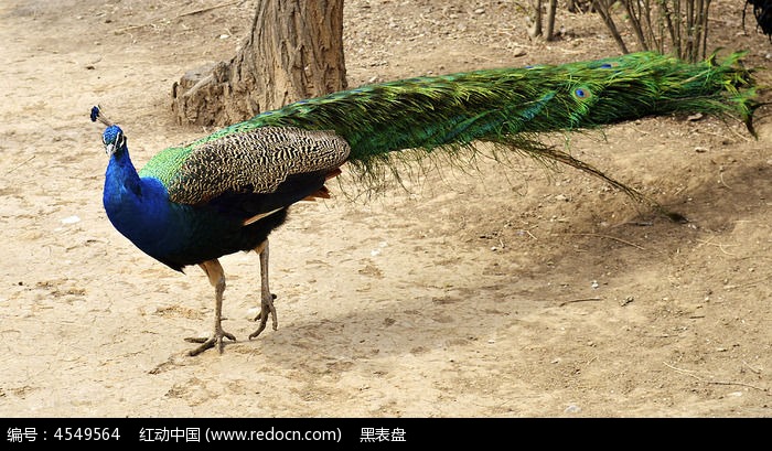 华丽羽毛的蓝孔雀图片,高清大图_空中动物素材