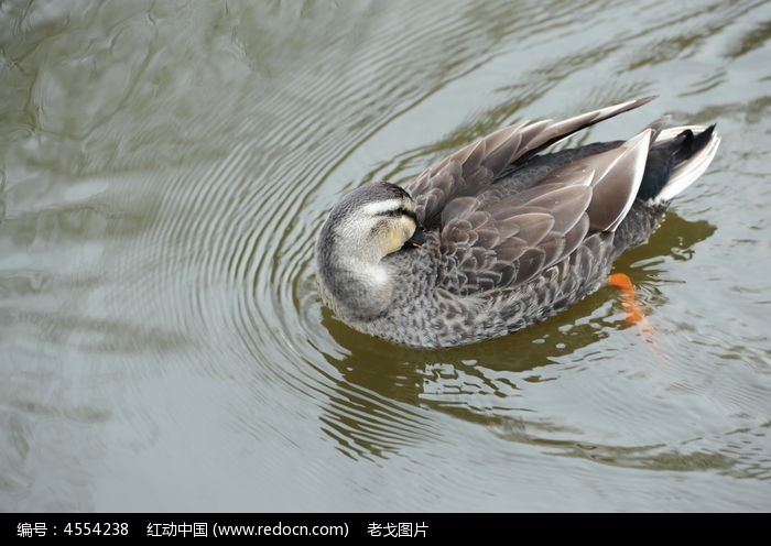 休息的鸭子